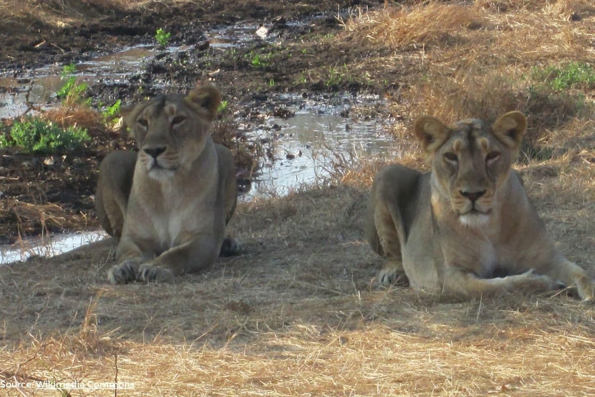 How do cyclones like Biporjoy affect wildlife that couldn't be evacuated?