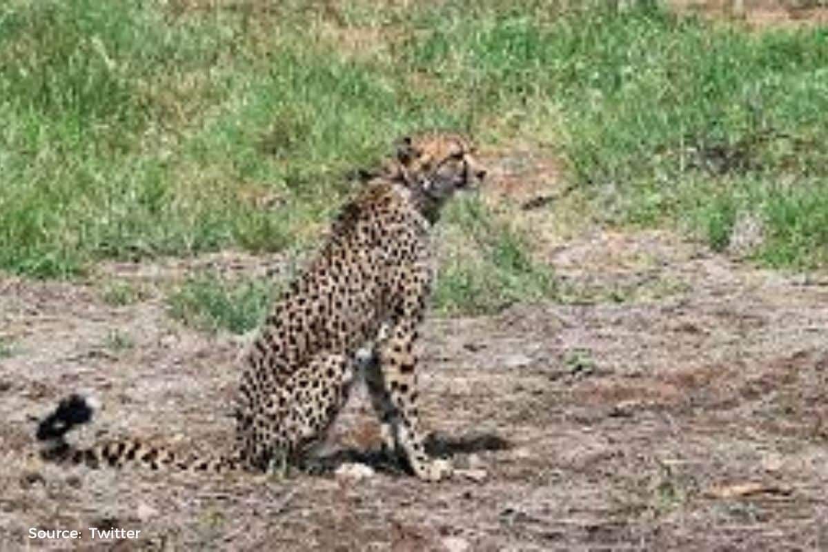 How Kuno will manage to track Cheetahs if radio caller will be removed?
