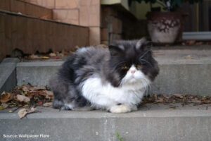 Unusual cat deaths in Poland: why is there concern and what does WHO say?