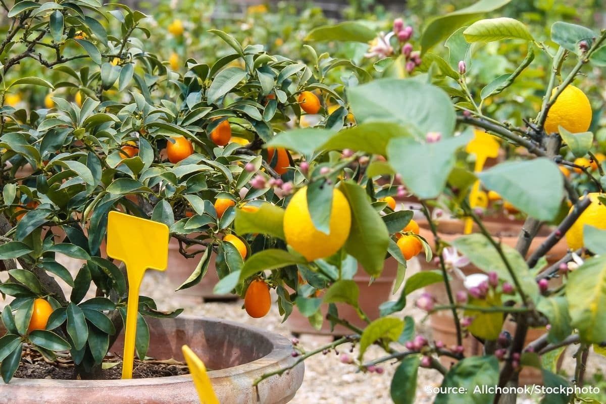 You can grow fruits in small space, follow these tips