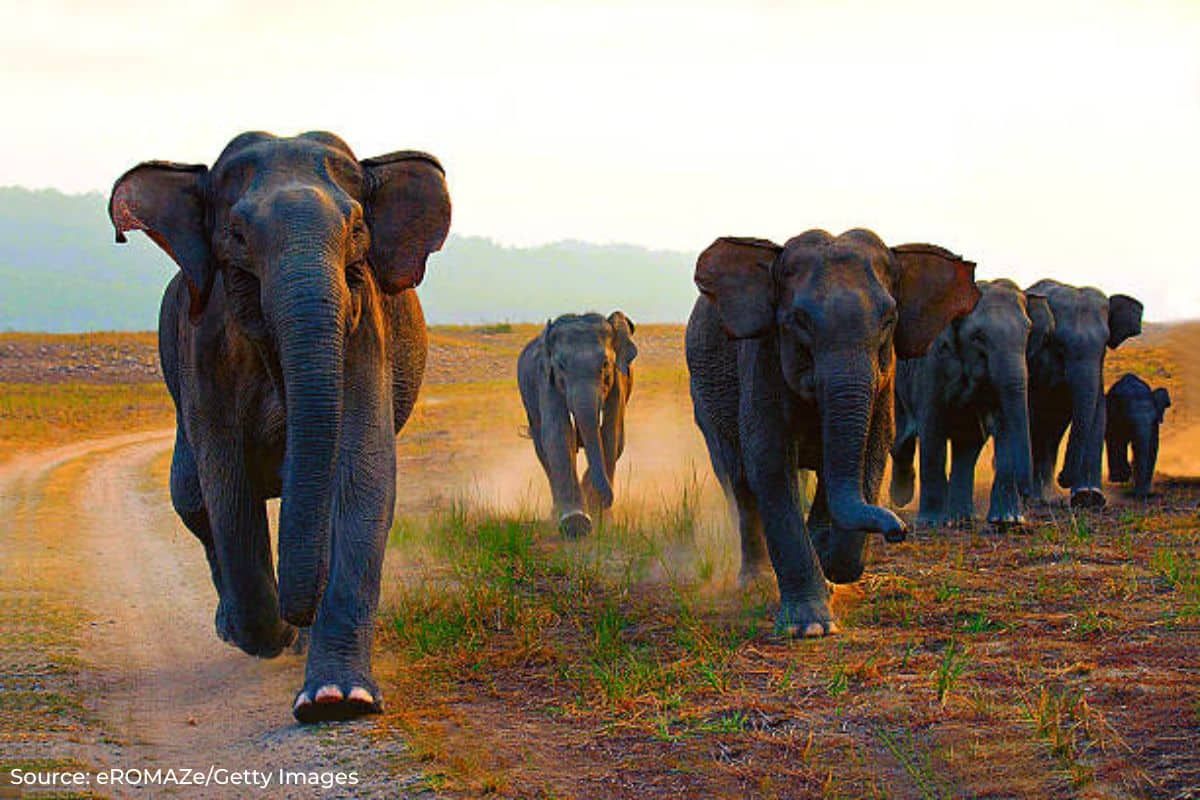 Rising human-elephant conflict: Karnataka records 29 fatalities in 2022-23