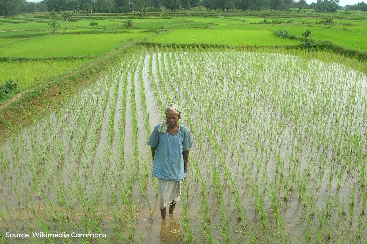 In Parliament: Unseasonal rains in March ruined over 18,000 hectares of crops in Chhattisgarh