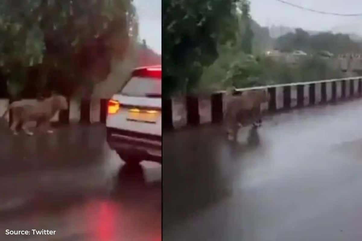 Junagarh floods raised concerns for Gir Lions