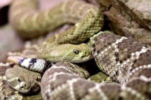 List of top 10 deadliest snakes in the world