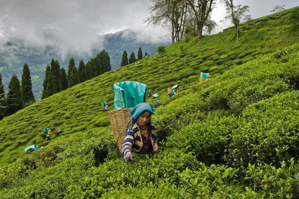 Tea garden workers