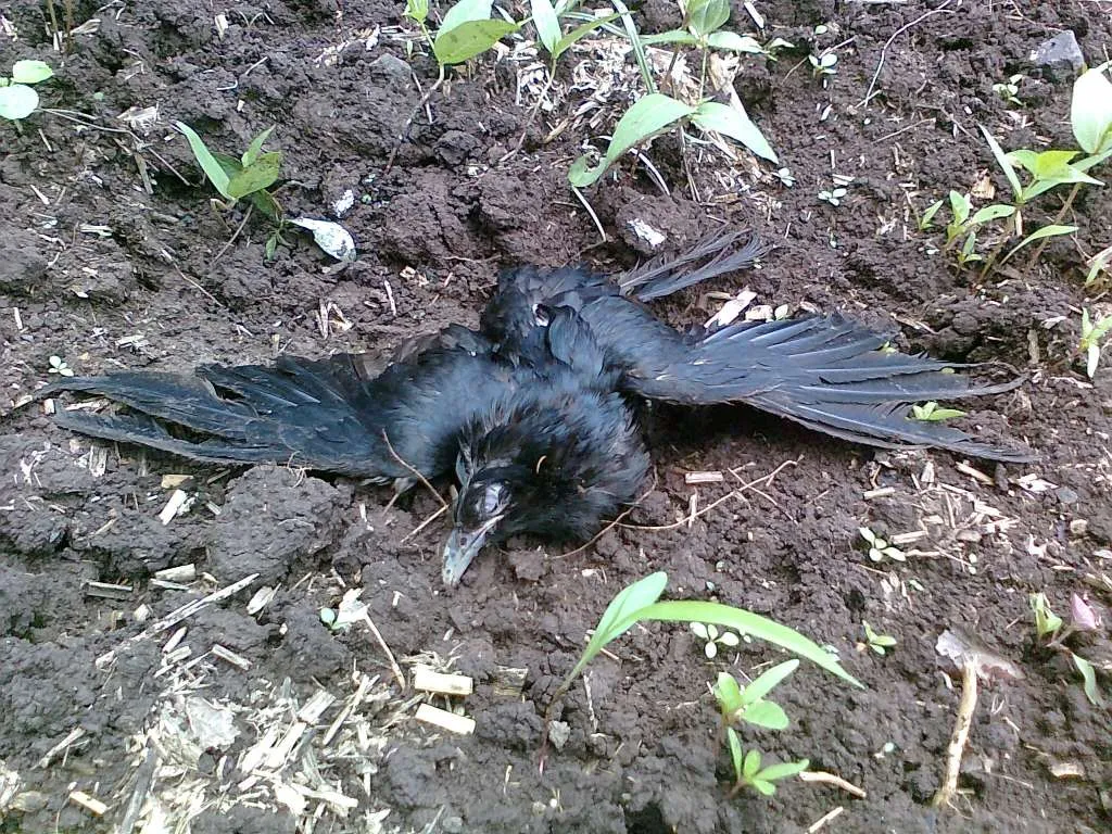 Dead bird in a farm at Chinawal village, India