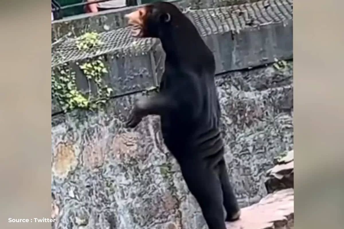 Is Chinese Zoo Bear real, or Human, A complete story