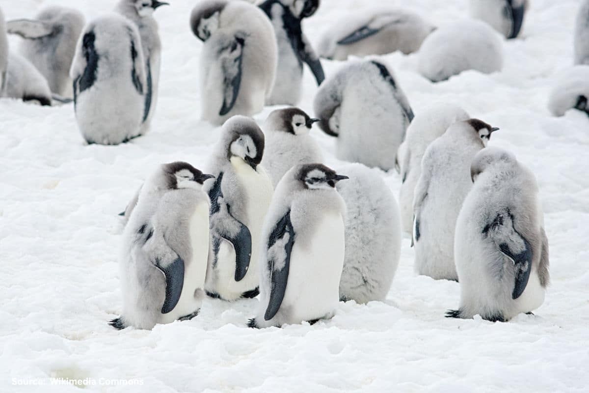 Penguins are going to extinct, melting ice impacting reproduction