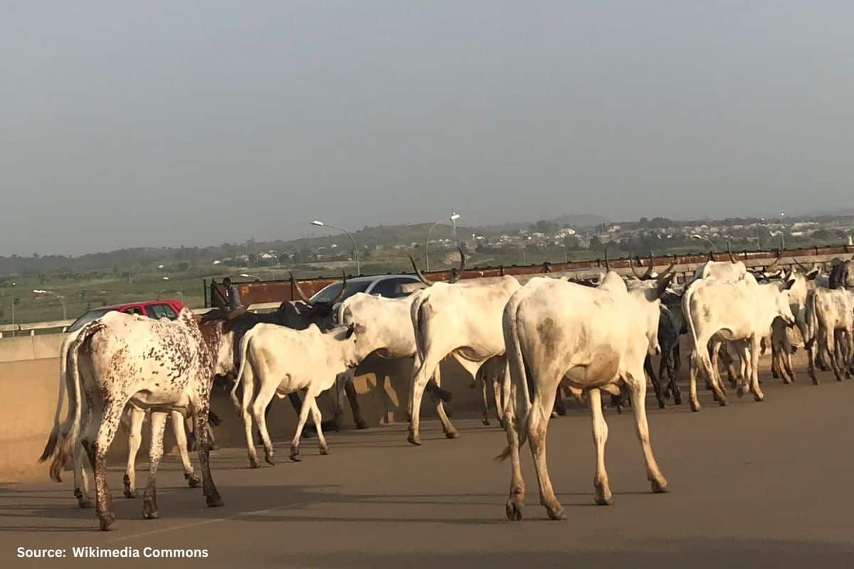 Heat stress in livestock due to climate change, impacting livelihoods