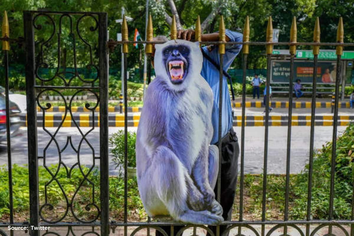 Langur mimics to scare off monkeys during G20 Summit