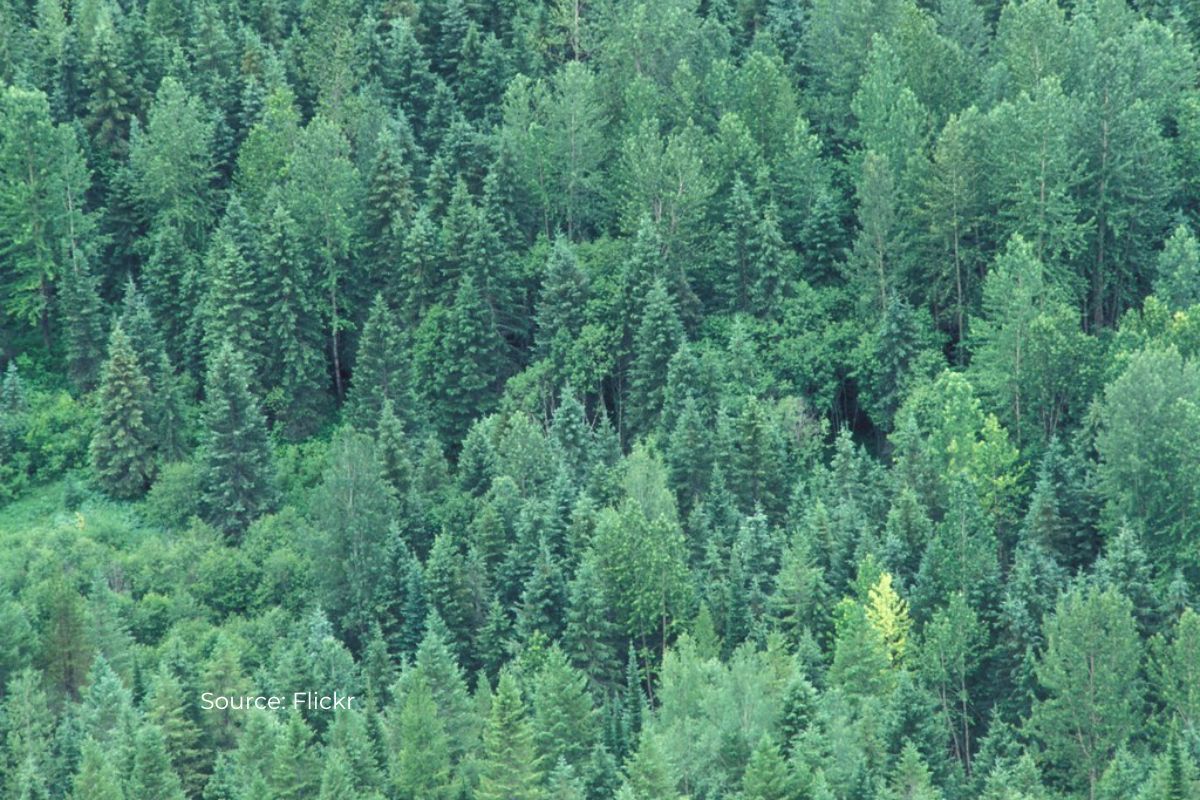 Forest land diverted: Over 300,000 hectares affected over 15 years