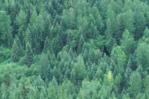 Modi govt. diverted 90,000 hactare forest land in last 5 years