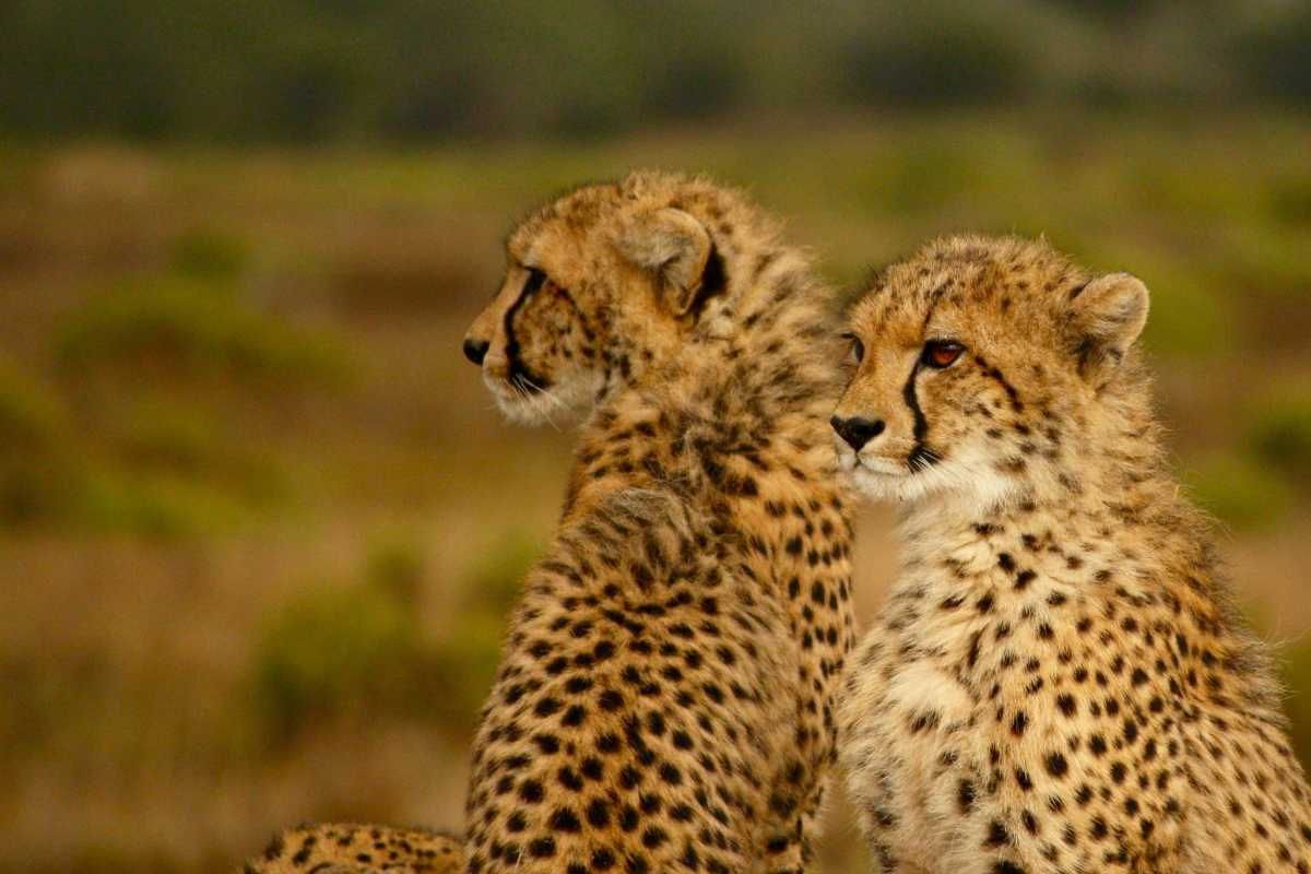 Even after removal of radio collar 9th Cheetah dies in Kuno