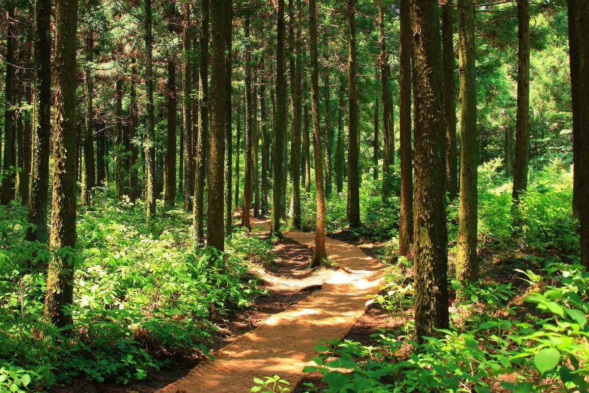 Forests in these 17 districts of MP will be vanished by end of this century