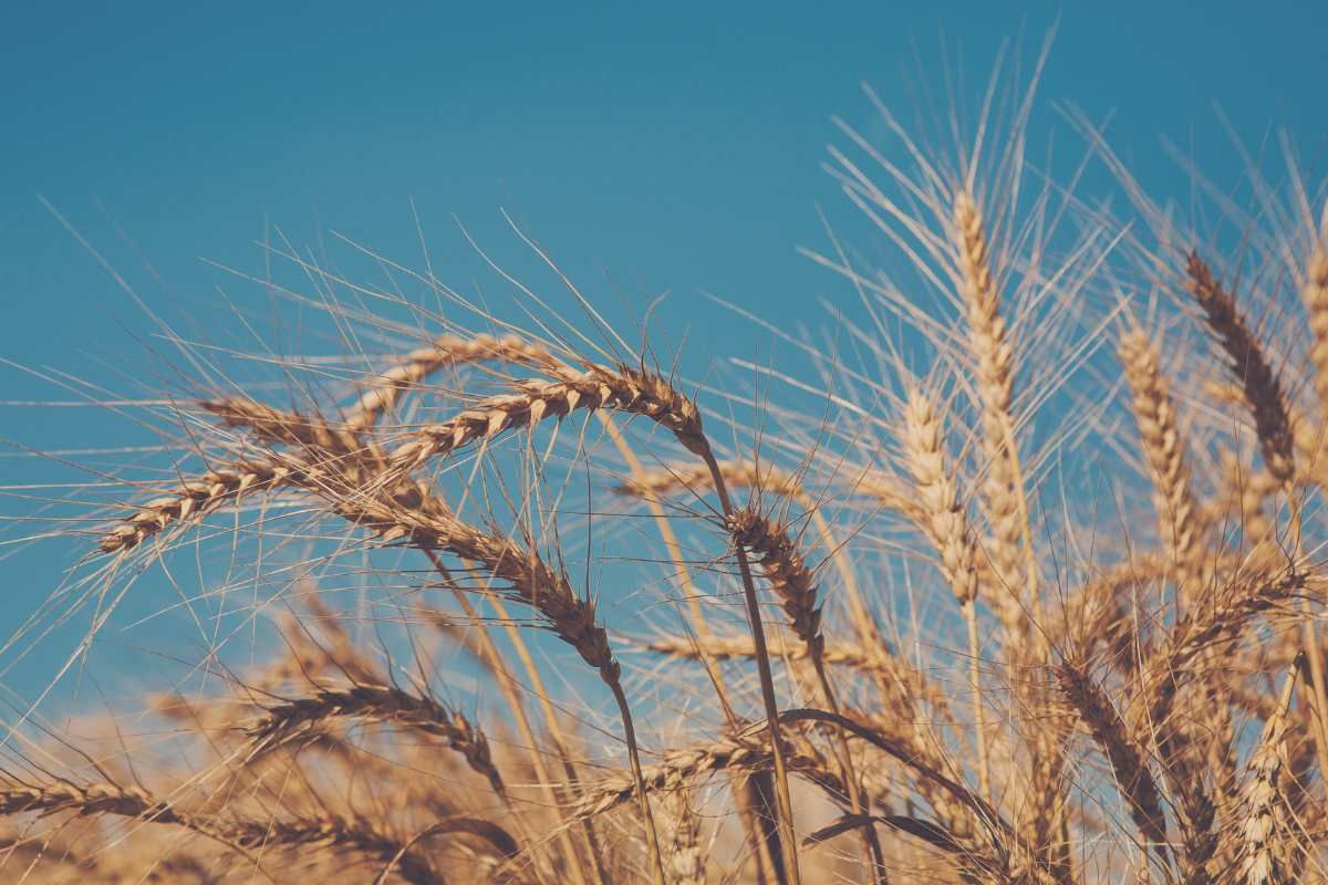 How is rising temperature reducing crop yield in India?