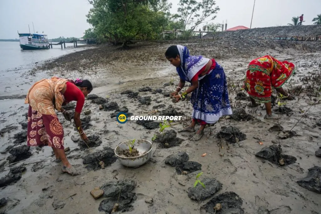 Sundarban Revival Locals are planting mangrove saplings in the mudflats along the river banks in the Sundarbans Biosphere Reserve. Photo Credit: Umashankar Mandal/Ground Report