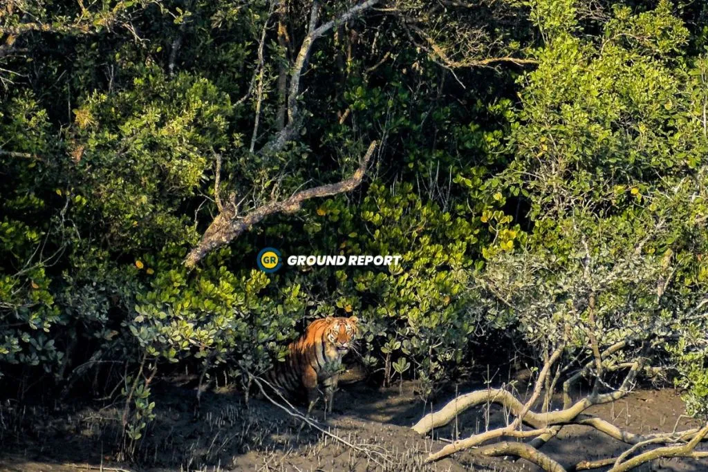 Sundarban Revival, Tiger swimming in the river estuaries of Sundarbans, Sundarban Tiger Reserve, West Bengal. Photo Credit: Upayan Chatterjee/Ground Report