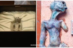 Aliens in Mexico? scientists discover ‘Alien Bodies’ containing eggs