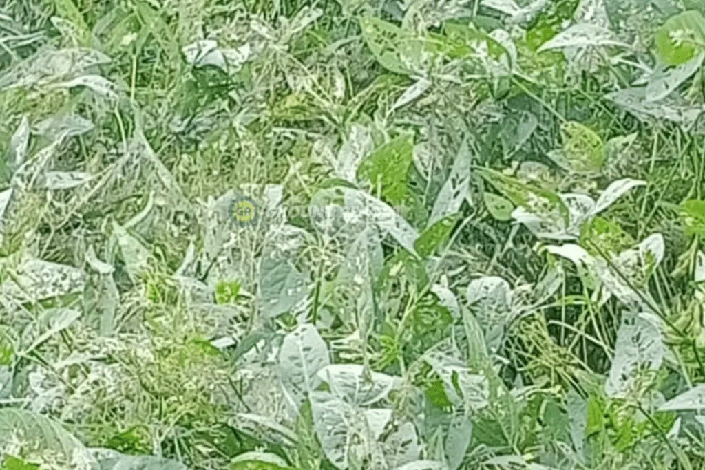 soyabean crop destroyed in madhya pradesh