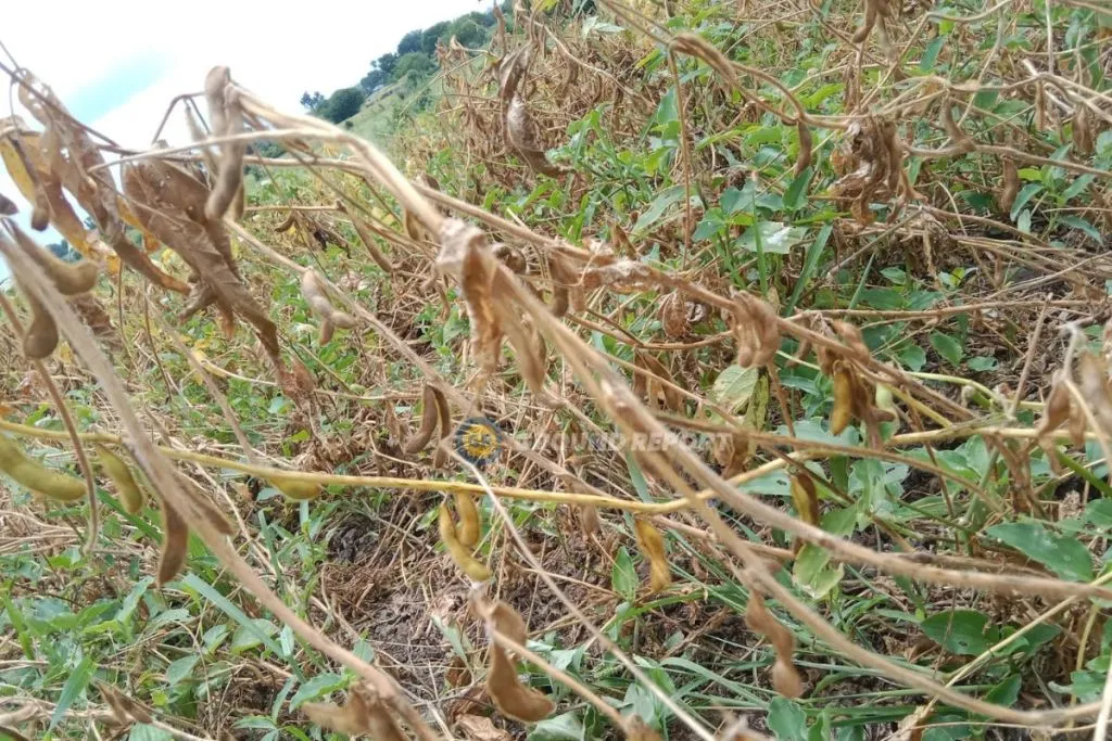 Dry soybean in the fields, village Bavdikheda district Dewas