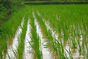 State-wise Kharif Crop Production in the year 2023