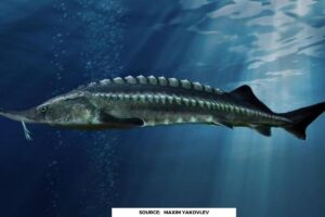 Most expensive fish in world, it weighs like a rhinoceros