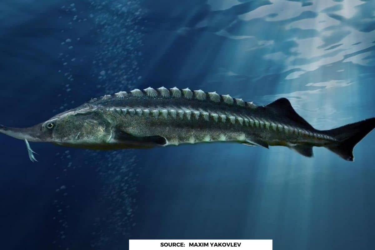 Most expensive fish in world, it weighs like a rhinoceros