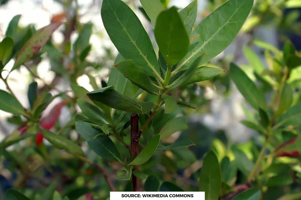What are Conocarpus trees that Gujarat govt ban over environmental concerns?