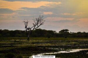 NGT responds to rising pollution in Ramakkal Lake