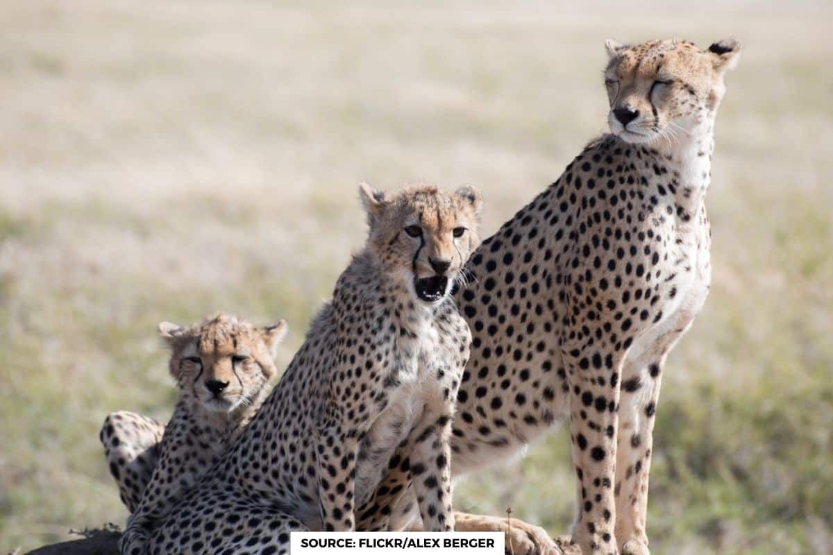 Increase in temperature altering behaviour of predators: report