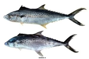 Scientists discover two new species of Seer Fish in Indian water