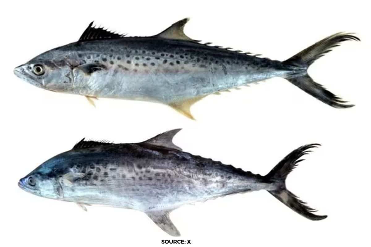 Scientists discover two new species of Seer Fish in Indian water