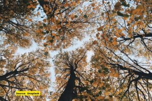 New study on importance of tree leaves for carbon dioxide storage