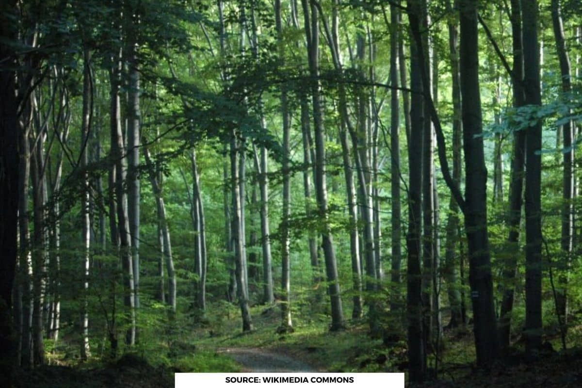India's afforestation commitment: 1.02M ha Diverted, 1.03M compensated