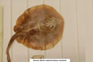 First marine fish officially declared extinct due to human activity