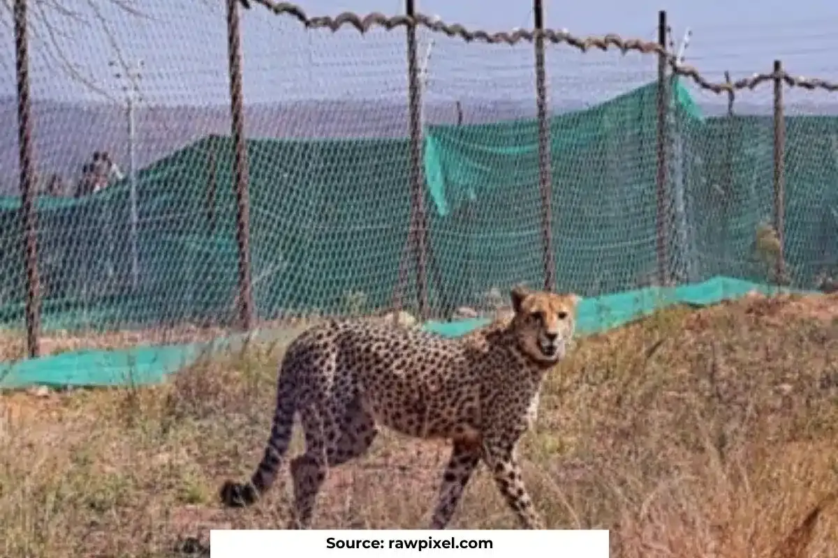 Story of Shaurya the 10th Namibian Cheetah died in Kuno