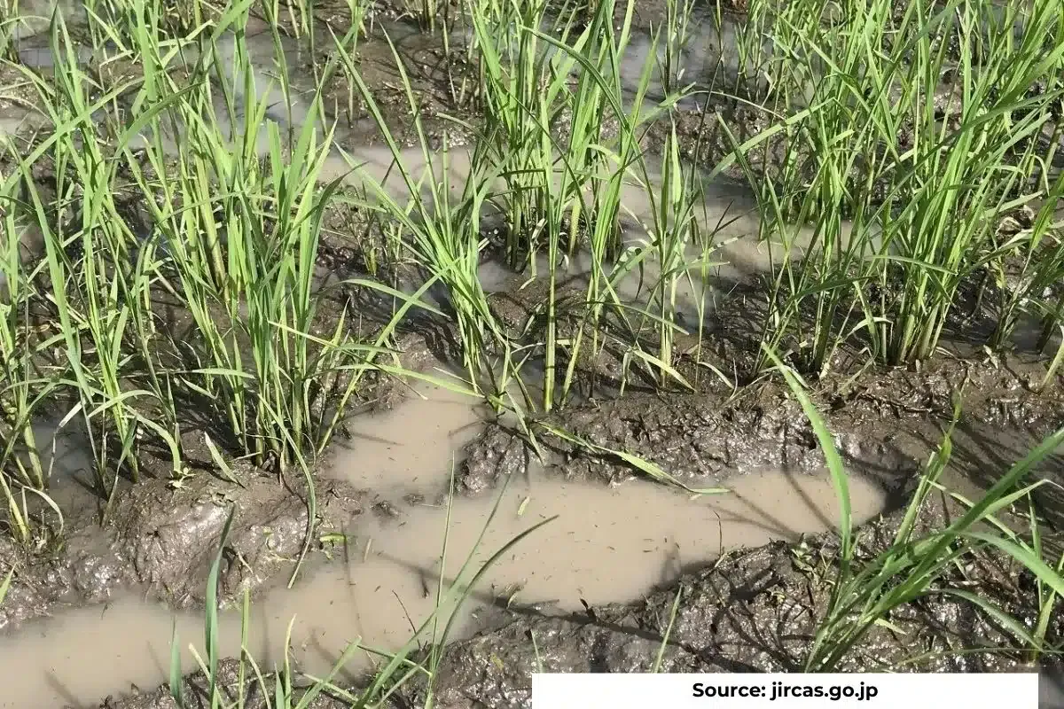 With deforestation malaria mosquitoes shifting to rice fields in Meghalaya