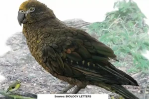 Largest parrot on Earth: one meter high and 7 kilos in weight
