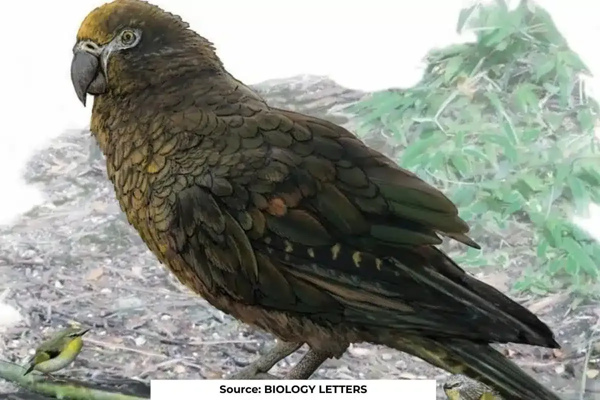 Largest parrot on Earth: one meter high and 7 kilos in weight