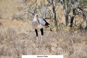 Africa's raptors face extinction crisis: study warns