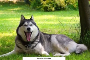 Every fourth Indian may fall ill due to his pets: Report