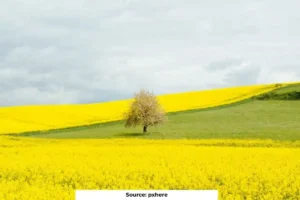 Supreme Court examines environmental impact of GM mustard