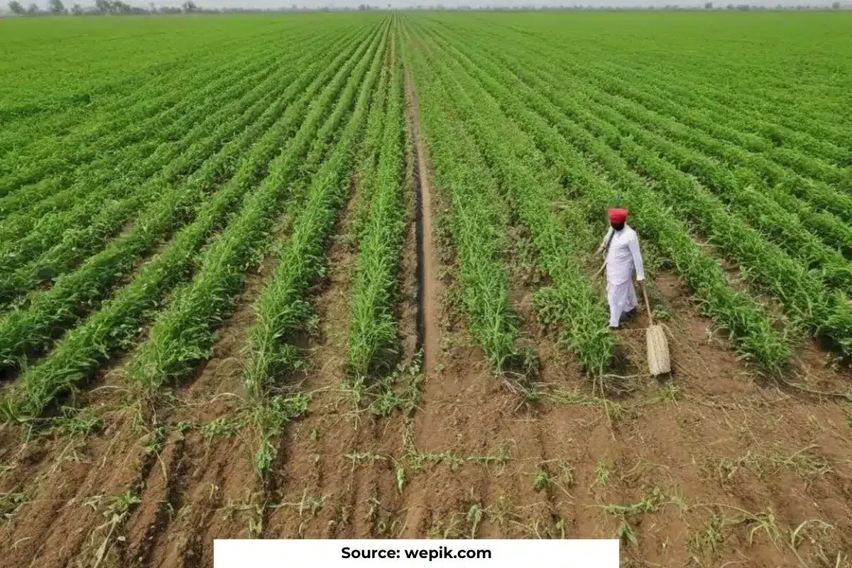 Emigration from Punjab is on a rise, know impact on India’s farming hub?