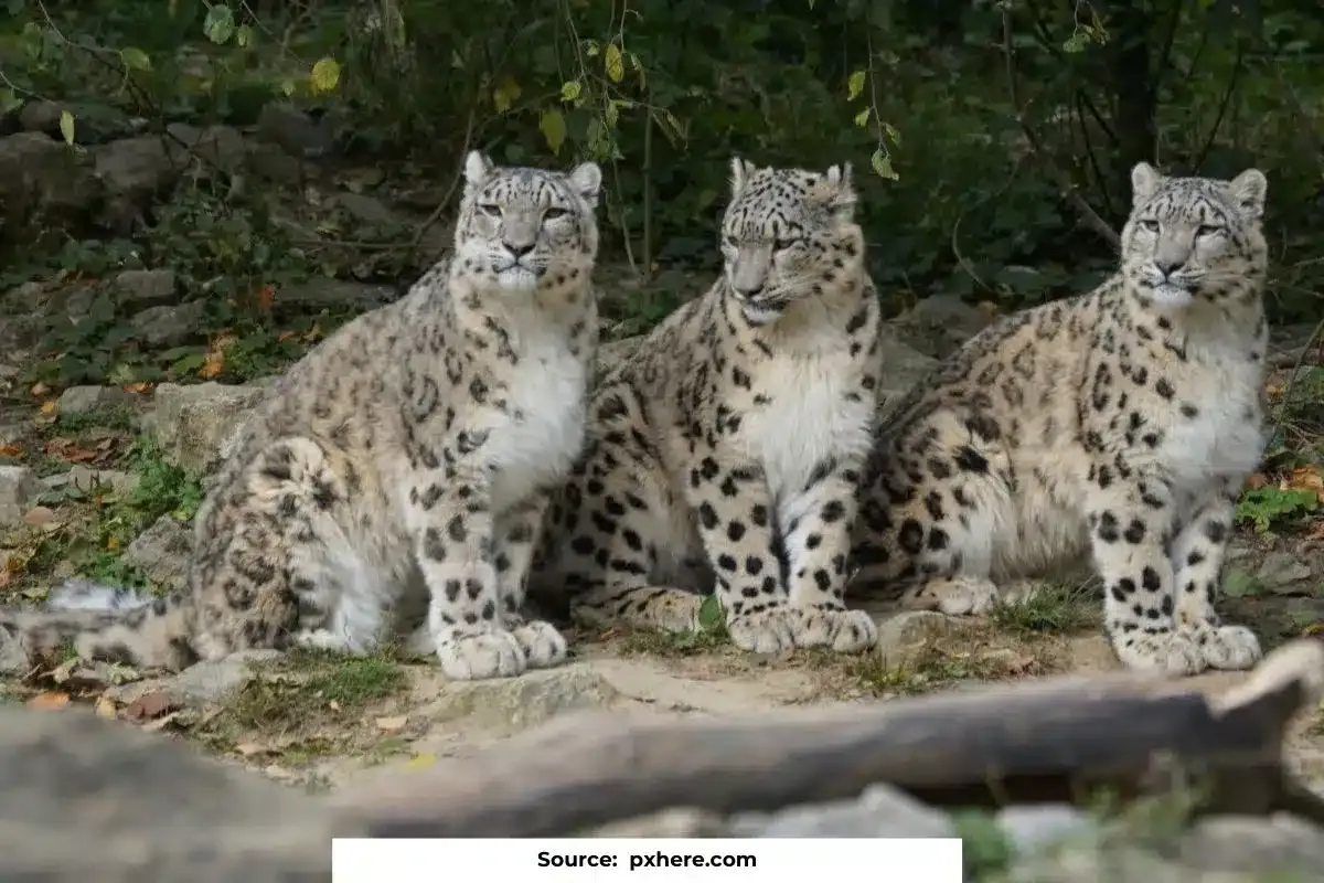 718 Snow Leopards Inhabit India, nearly 70% in Ladakh