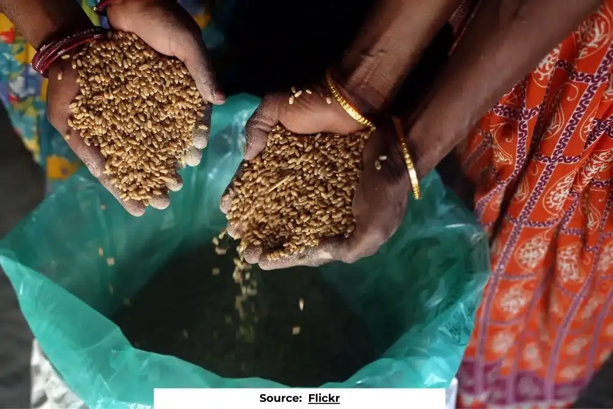 Low-nutrient, high-toxin rice and wheat in Indian diets: reports