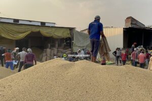 खाद्य संकट : भारत में बढ़ती ज़रूरत के बीच आनाजों की घटती गुणवत्ता