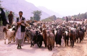 Gujjar tribe arrived in the meadows of Kashmir
