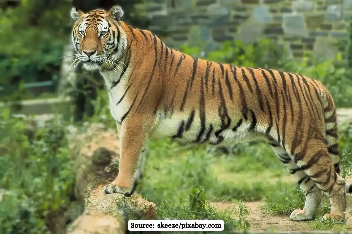 ‘Lioness Sita can’t stay with Lion Akbar, it’s blasphemy’