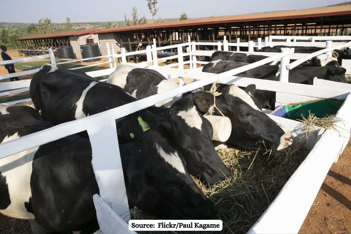 Shocking! More than 200 cow carcasses dumped in forest in Shivpuri