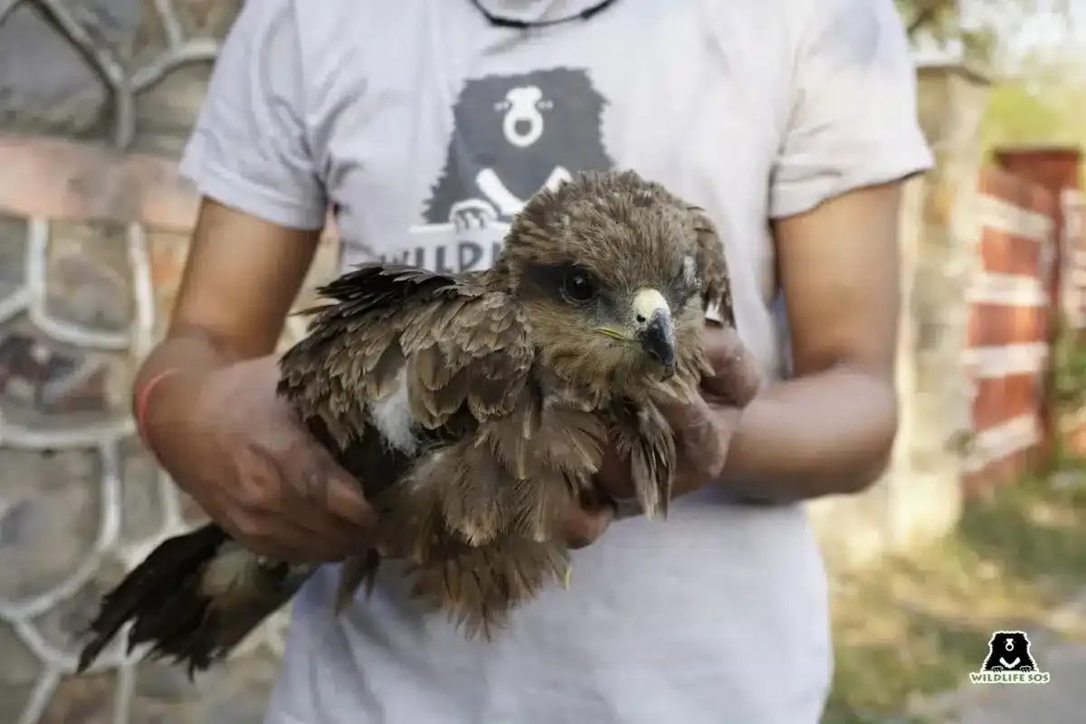 Two Black Kites rescued by Delhi Police and Wildlife SOS, why it is important?